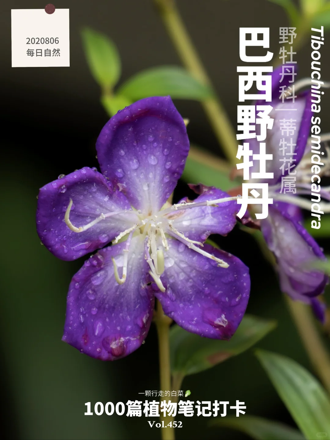 植物笔记452 | 热情洋溢的巴西“公主”