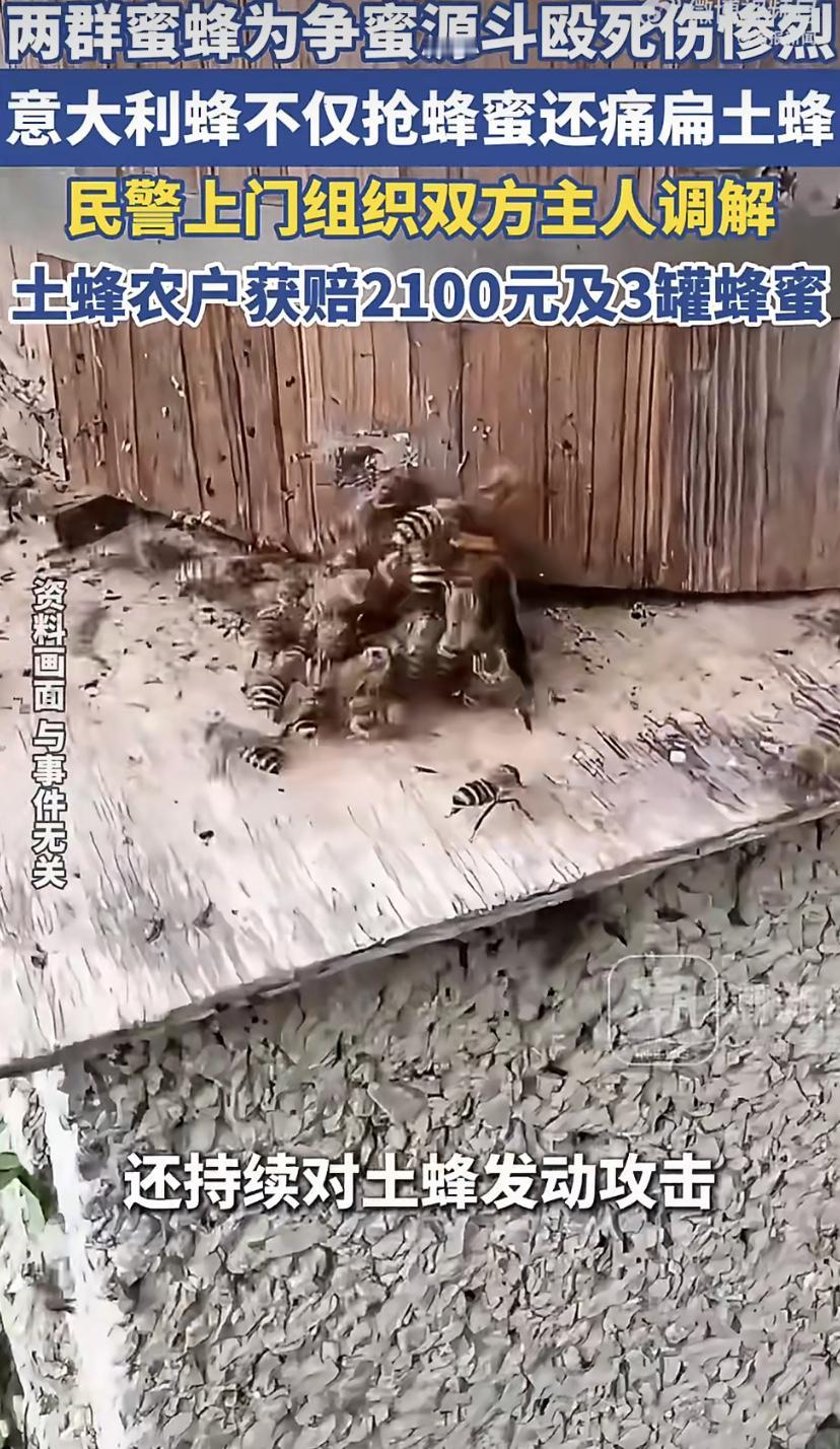 这两天在浙江绍兴有个挺特别的事 ，一位蜂农发现自家的中华蜜蜂(土蜂)死伤很多。后