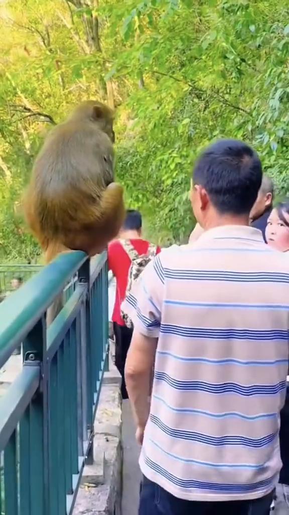 他又咬了，别抢我的包，快点。