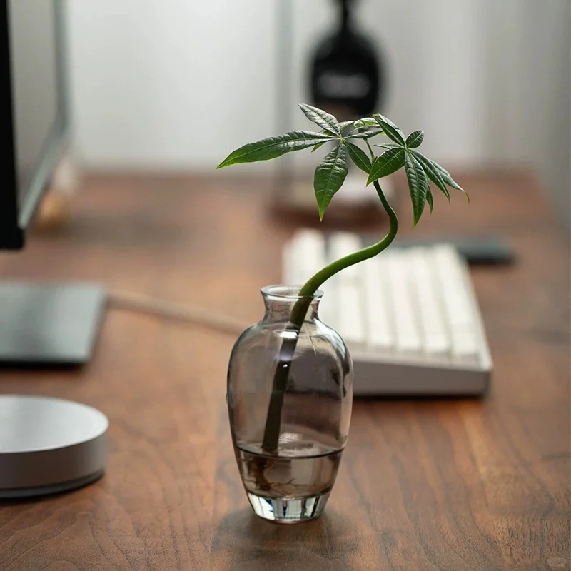 水培植物