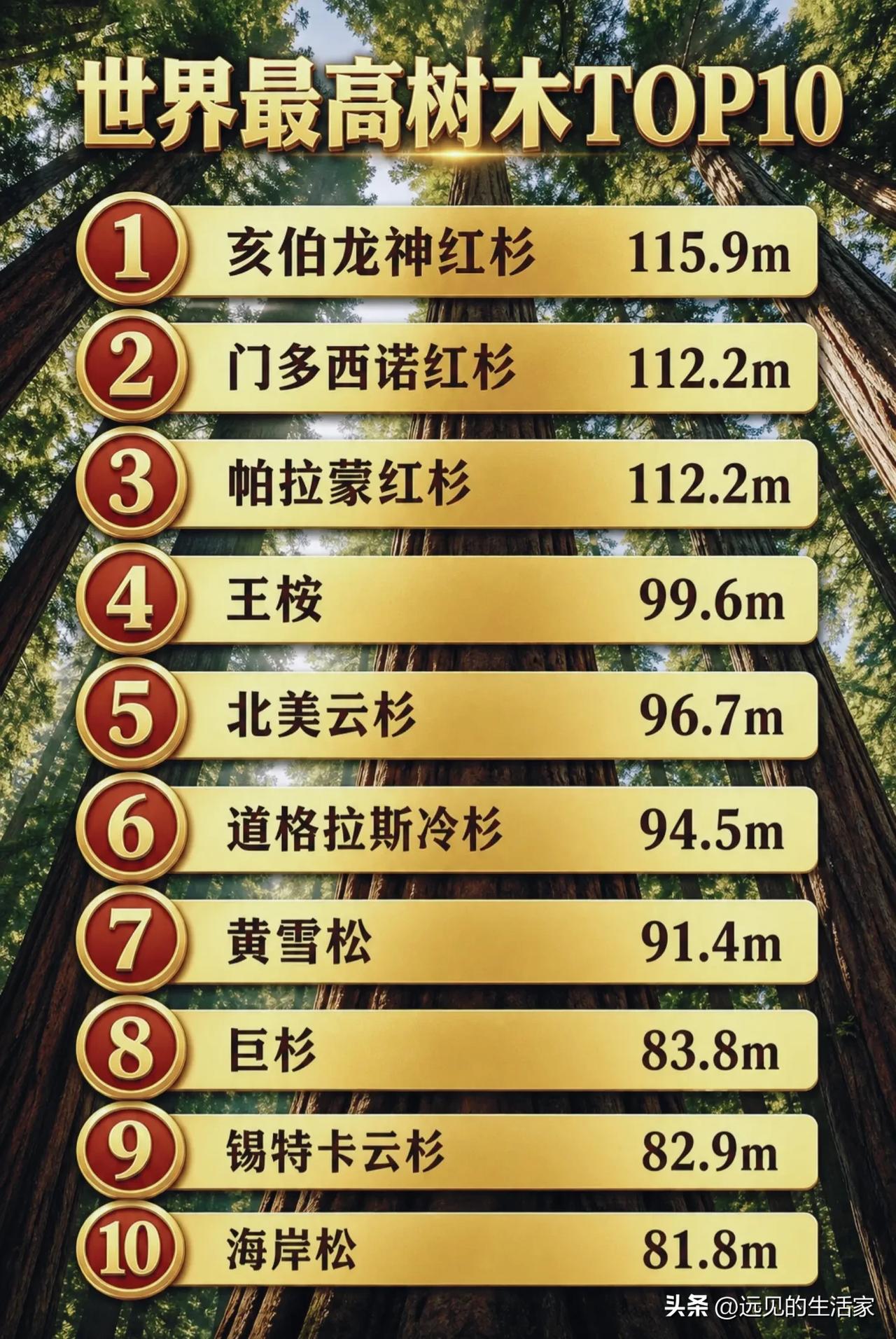 世界最高树木TOP10！第一名高达115.9米，相当于38层楼！
 
🌳很多人