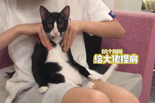 给大佬捏肩