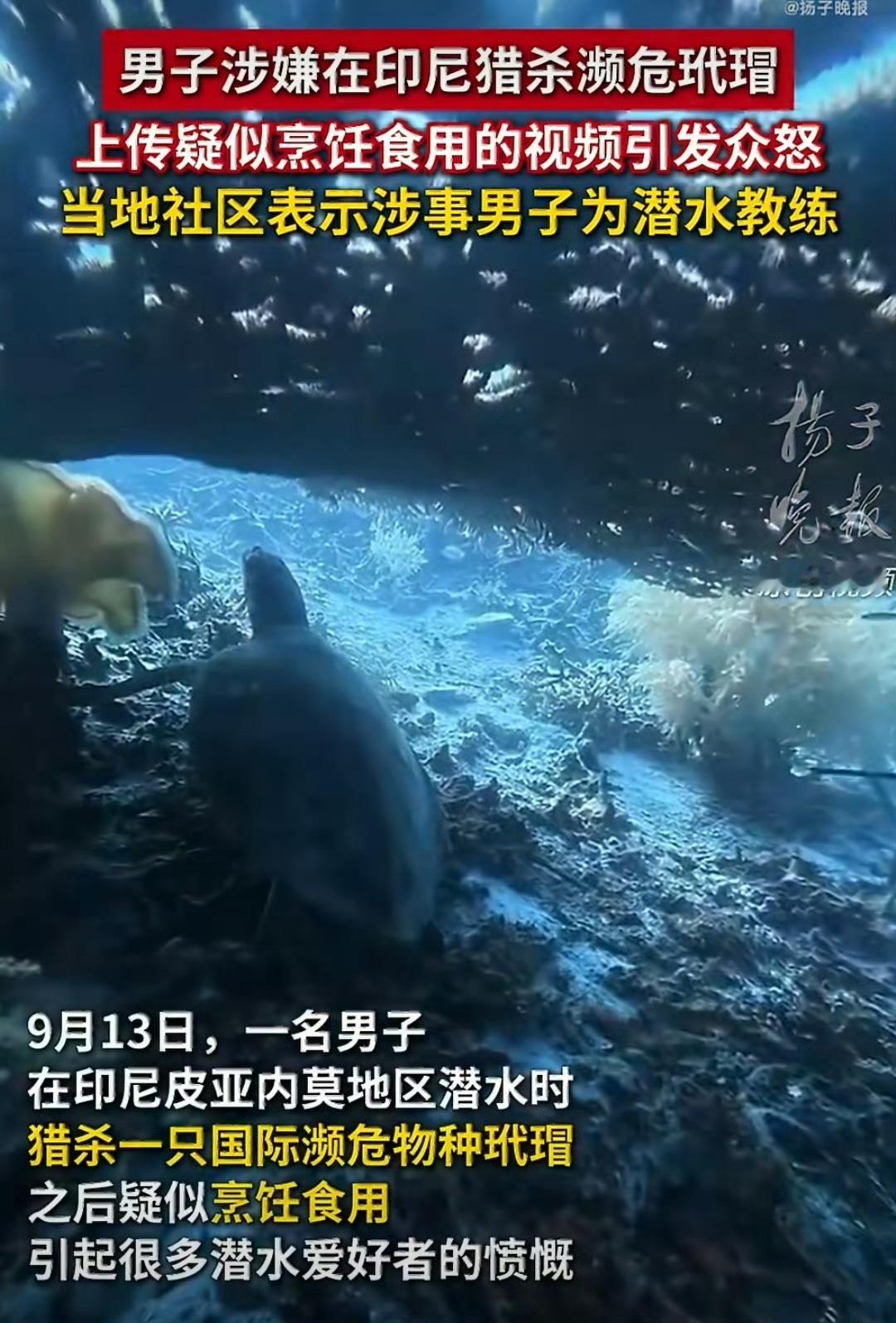 涉嫌猎杀玳瑁中国籍教练发声玳瑁属于极危保护物种，在印尼和我国都受法律严格保护。潜