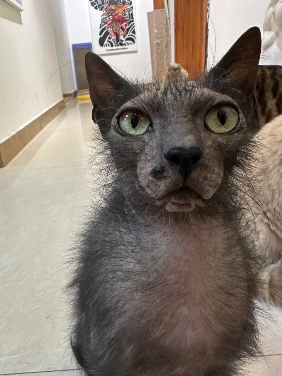 丑猫头身比每一个单拎出来都是丑猫大赛冠军，给我笑不行了 