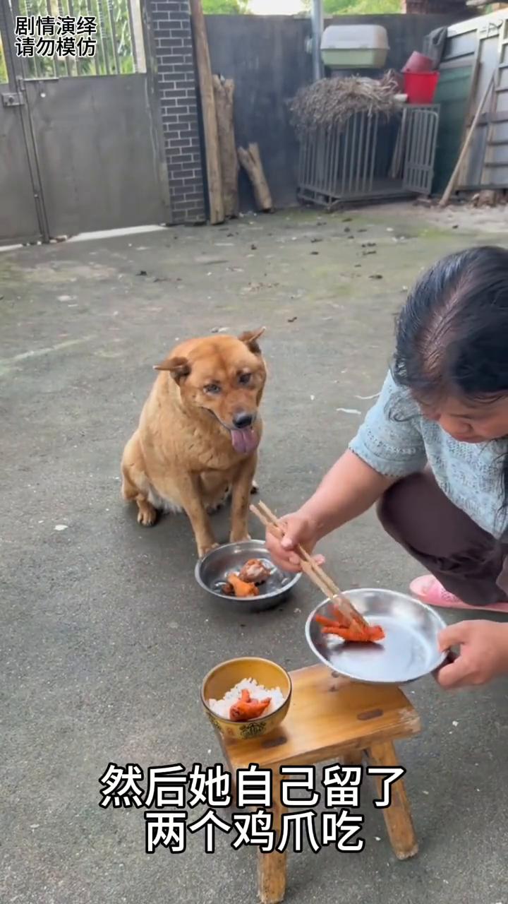 女主人给黄狗夹了两个鸡腿吃，下一秒它的举动太通人性了。
女主人给黄狗夹了两个鸡腿