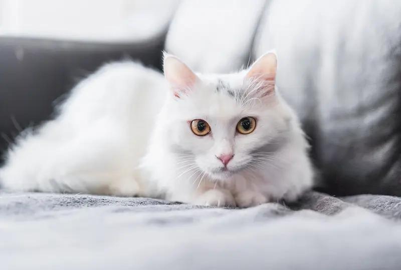 猫着实是一种奇妙的动物。它们高冷之际，对你爱搭不理，独自蜷在角落，好似世间万物皆