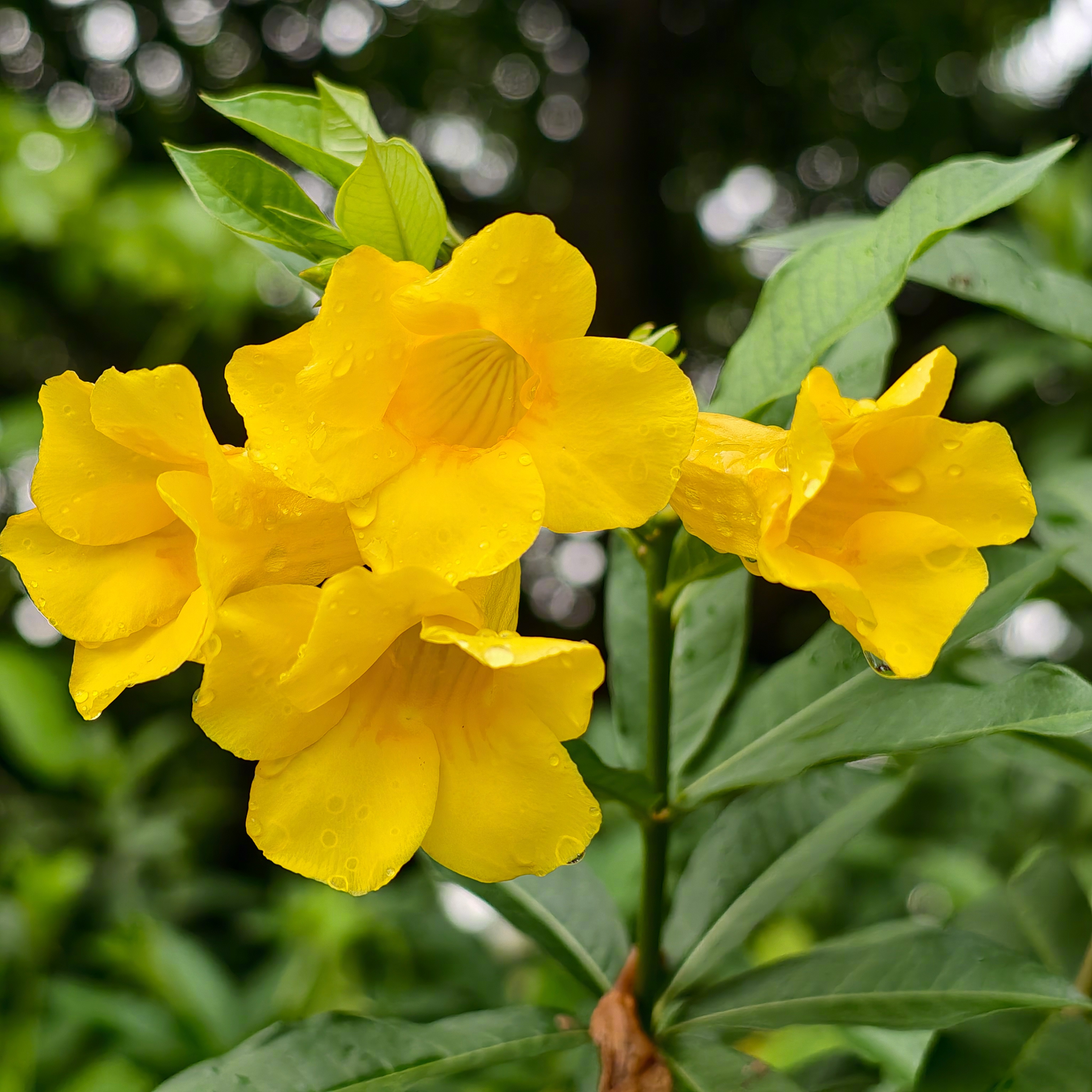 给大家看看好男人花。原产美洲热带地区的夹竹桃科黄蝉属黄蝉Allamanda sc