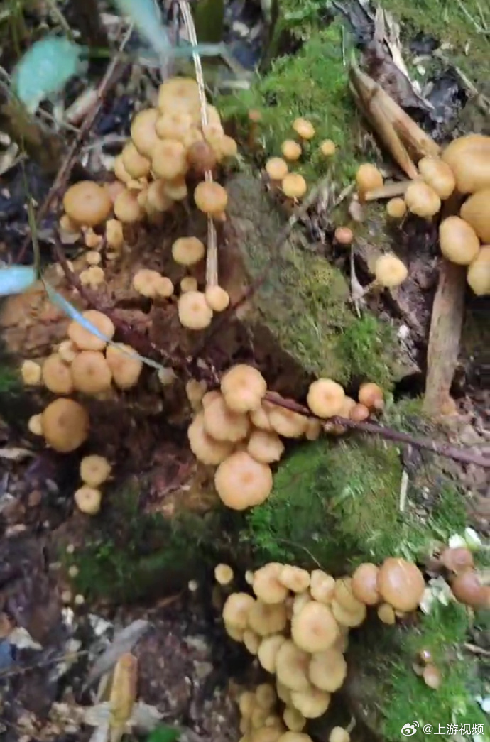 #一家四口食用毒蘑菇中毒进医院#【一家四口食用毒蘑菇中毒进医院 这种蘑菇看起来能