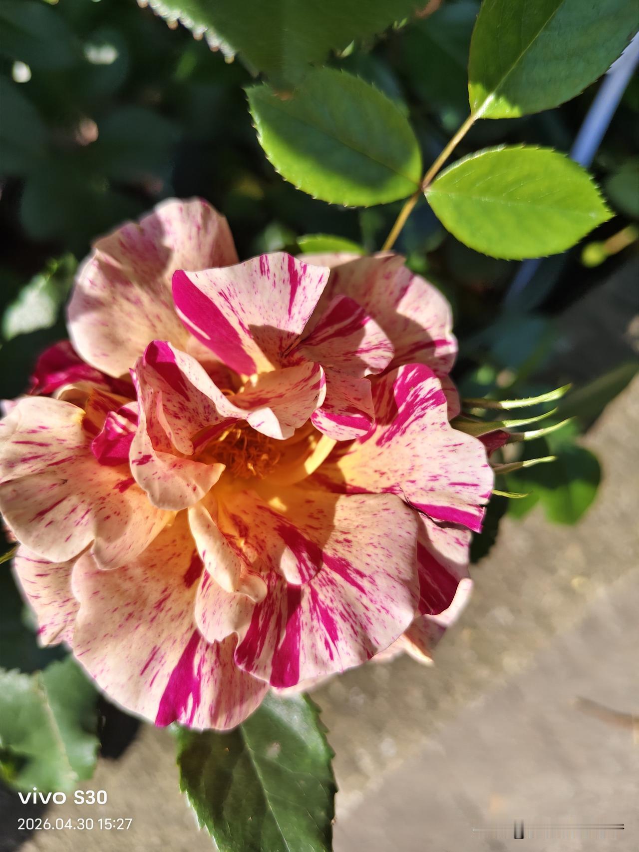 相册里的花花草草