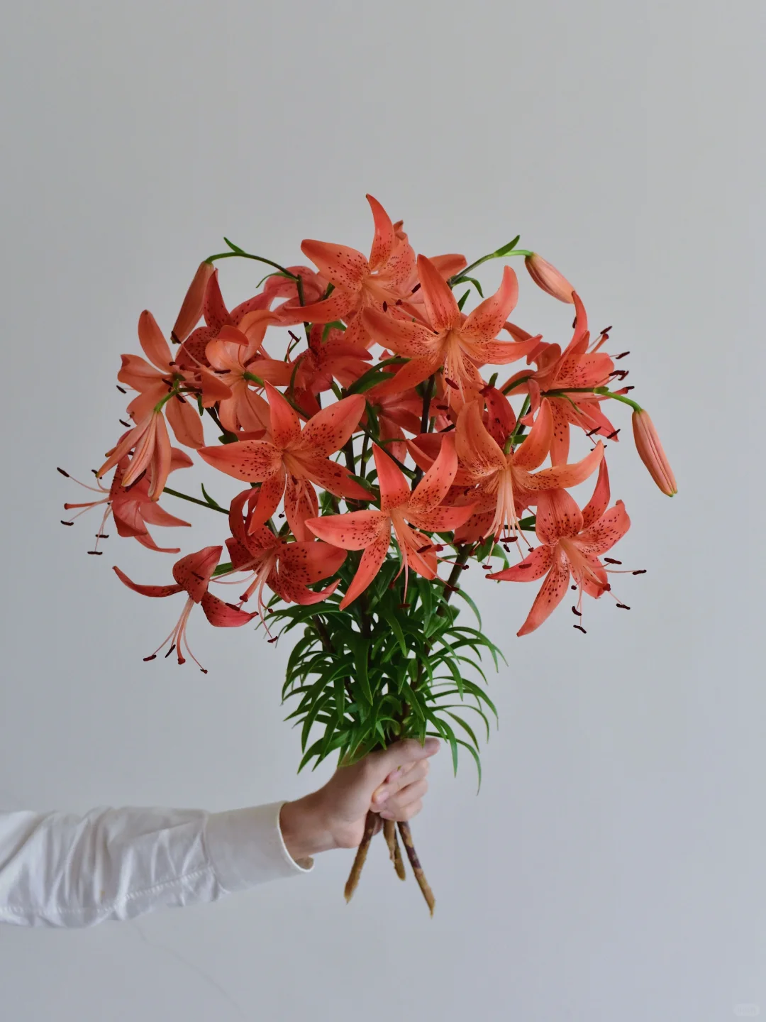 三木谷百合庄园·红色生命