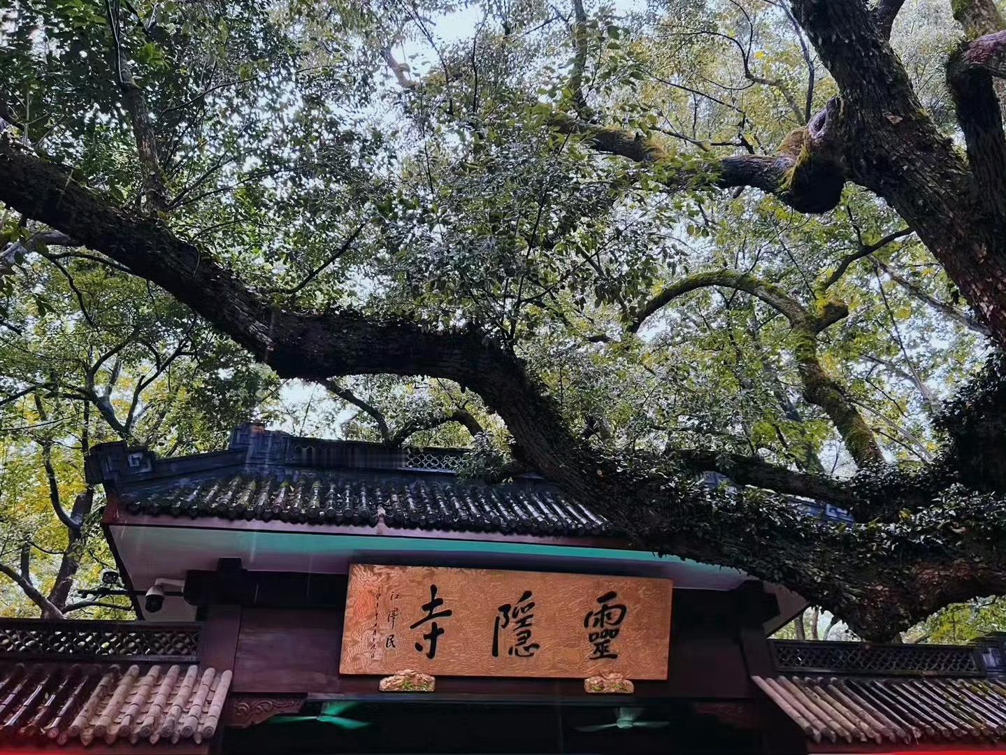 除了因果，你什么都看不到你看到的所有，都是因果的示现世间万事，都是环环相扣的长相