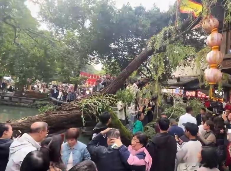 成都一景区，
古树突然倒塌，
当地公布倒塌原因，
确实有点不可思议……
倒塌原因