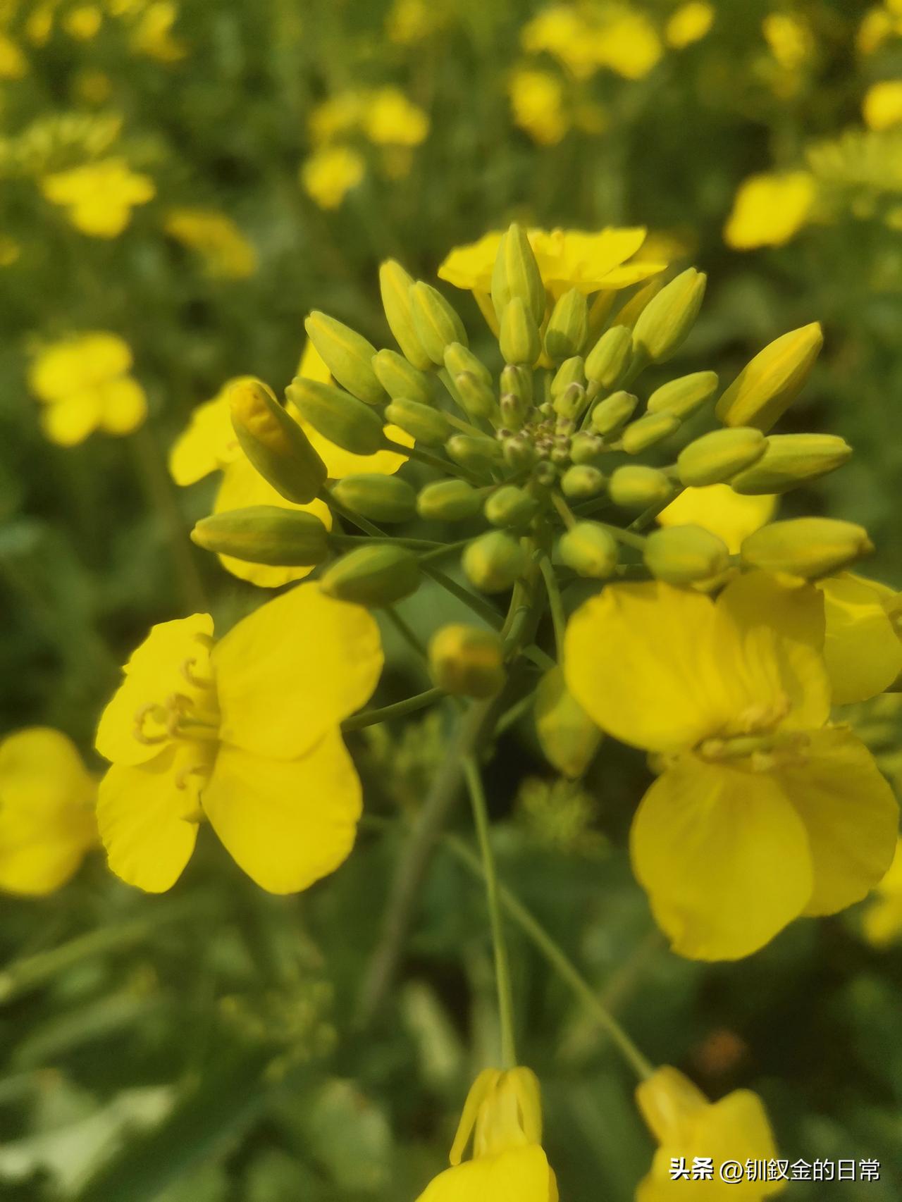 几天没有出来，开的晚的腊梅，还在努力开放。红梅，桃花，我傻傻的分不清，反正也是争