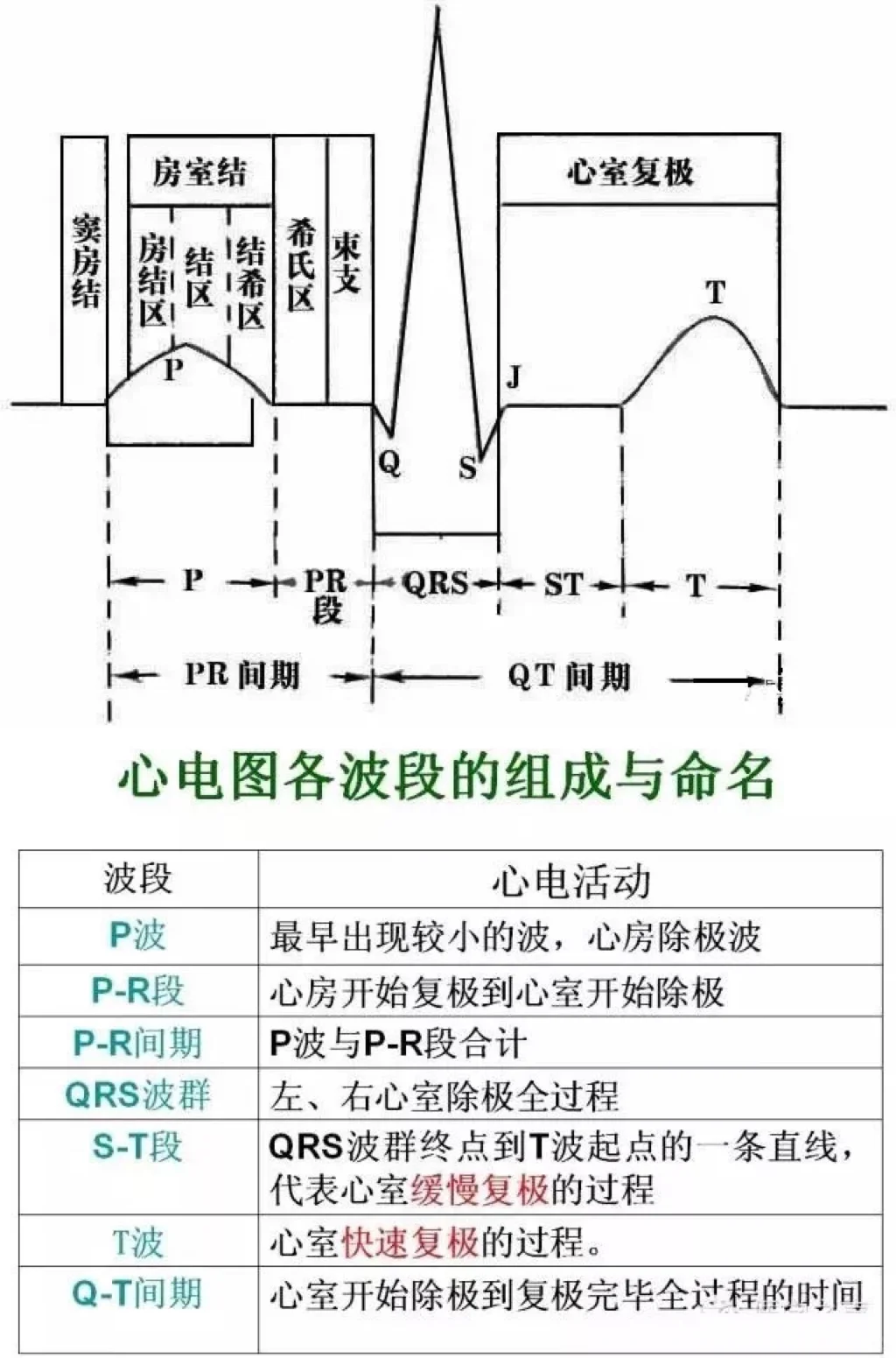 超简单！心电图讲解🌵