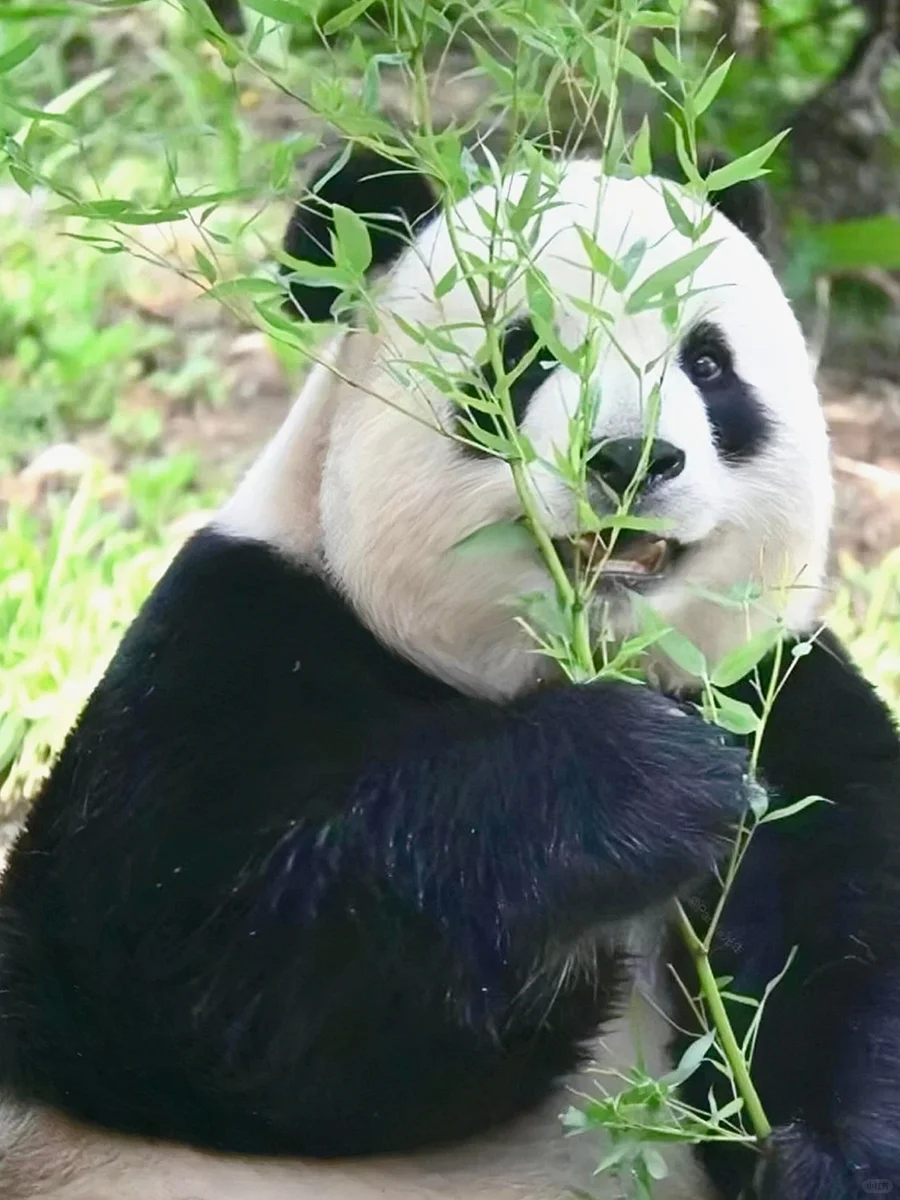她知不知道自己那么可爱呀？