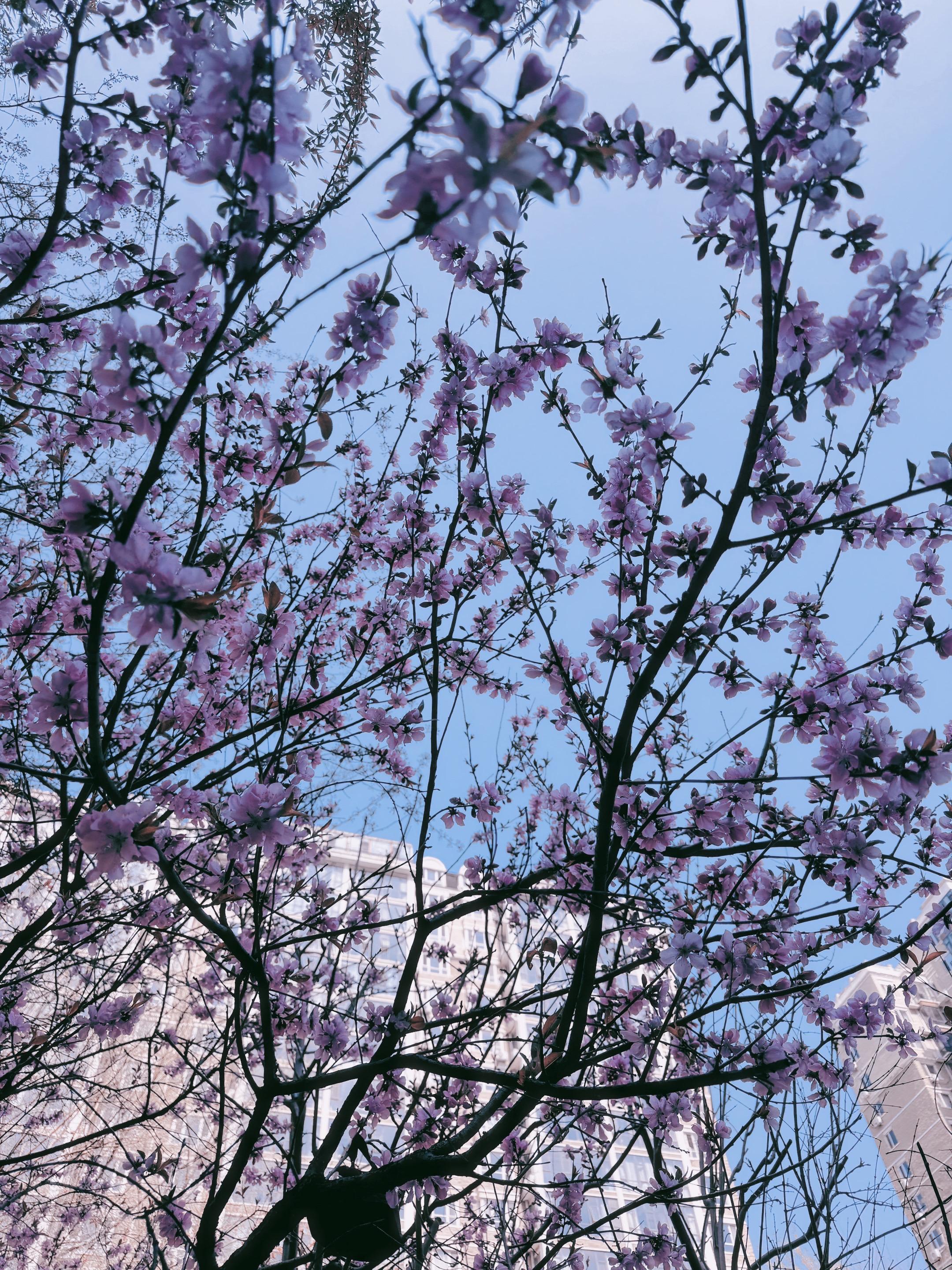 分享一张你手机里的花 创作者中心 创作灵感