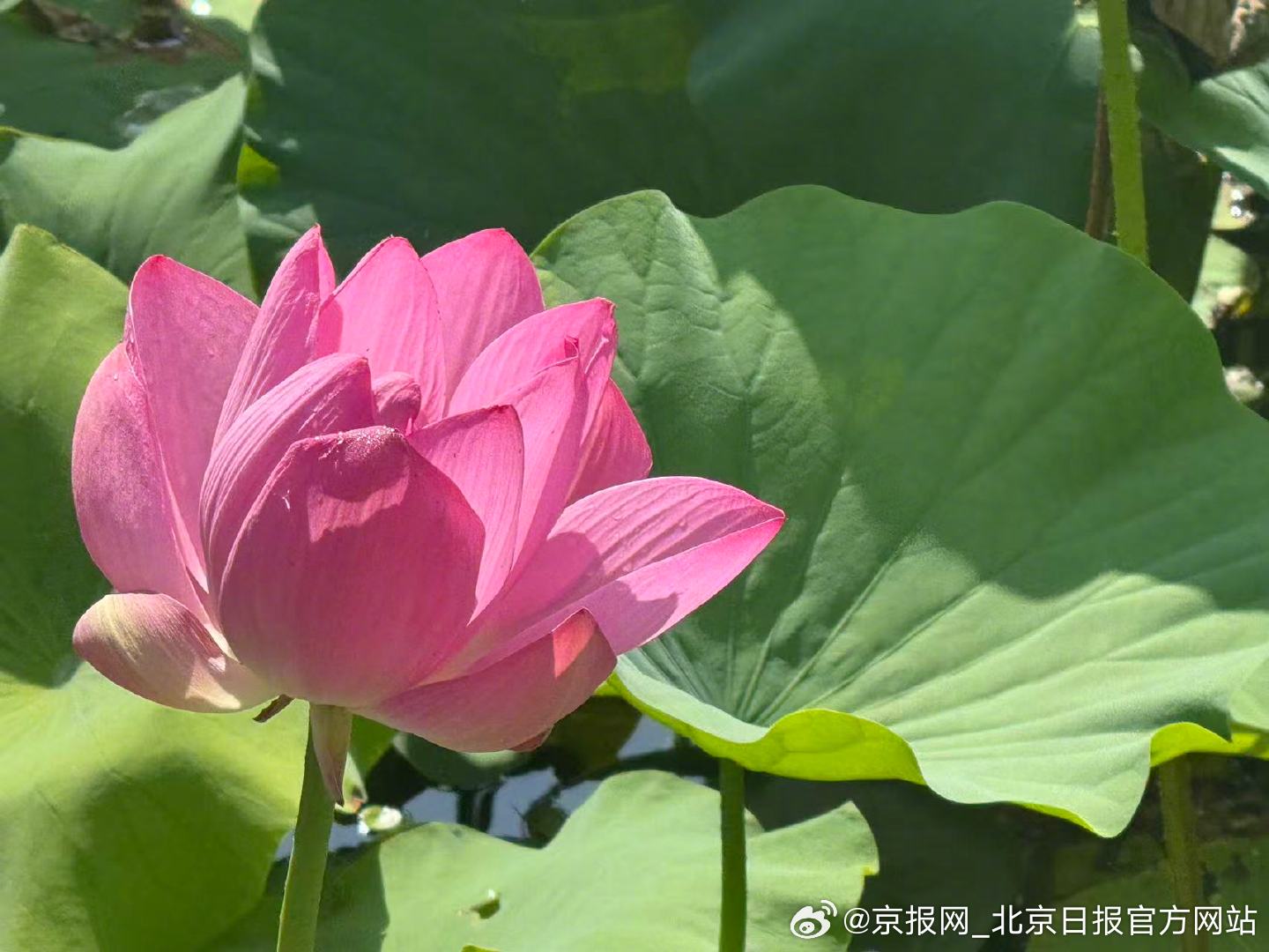 【#北京荷花盛放美出新高度#】#北京超大荷花祝你好运连连##今天北京真好看# 盛