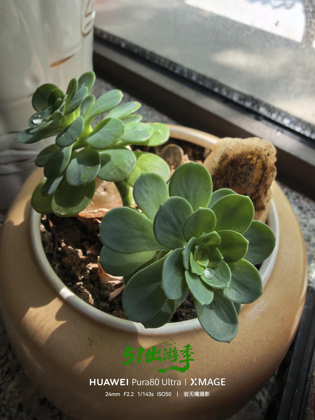 几片绿叶，亦是一方世界。五一