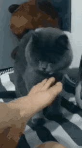 多可爱的猫咪，这阴影会伴随一生[捂脸][捂脸][捂脸]