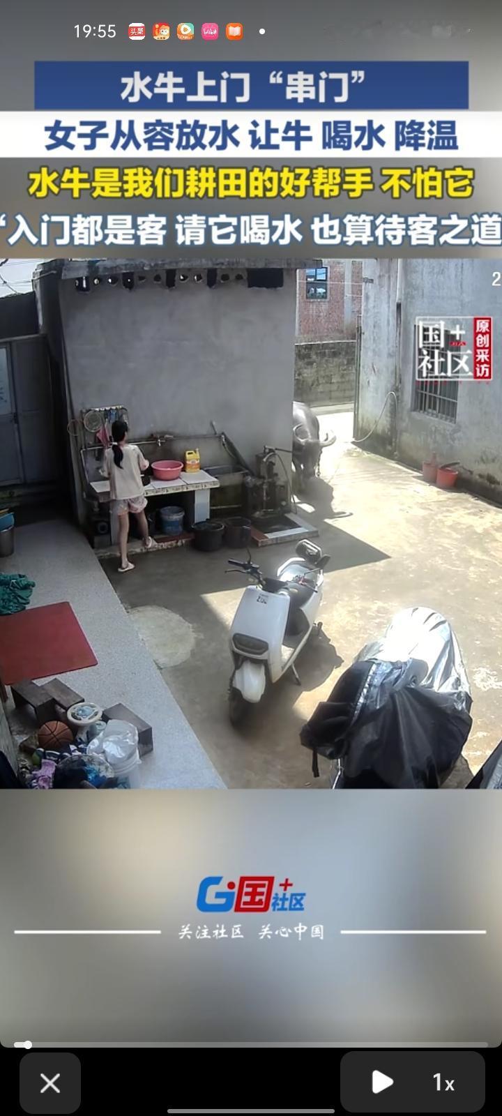 8月1日，广西贵港。水牛上门“串门”，女子从容放水，让牛喝水降温。

当事人称，