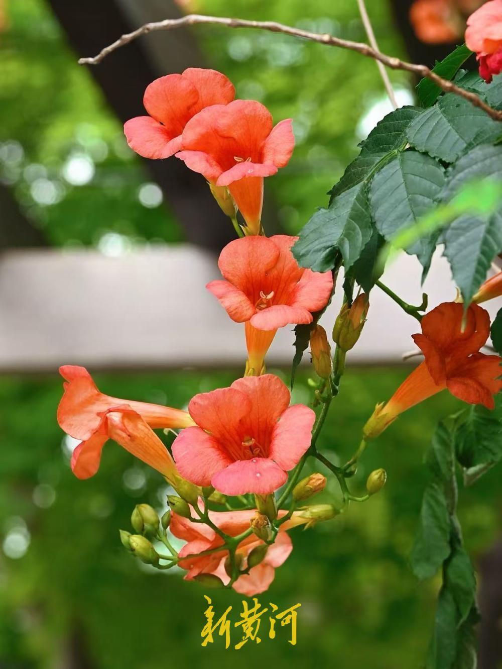 5月25日，济南百花洲历史文化街区的凌霄花悄然进入盛花期，橙红烂漫的花簇攀墙而上