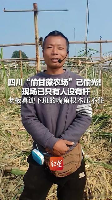 四川这个农场火得太有意思了！

昨天刷到那个偷甘蔗农场，居然真的被偷光了！一