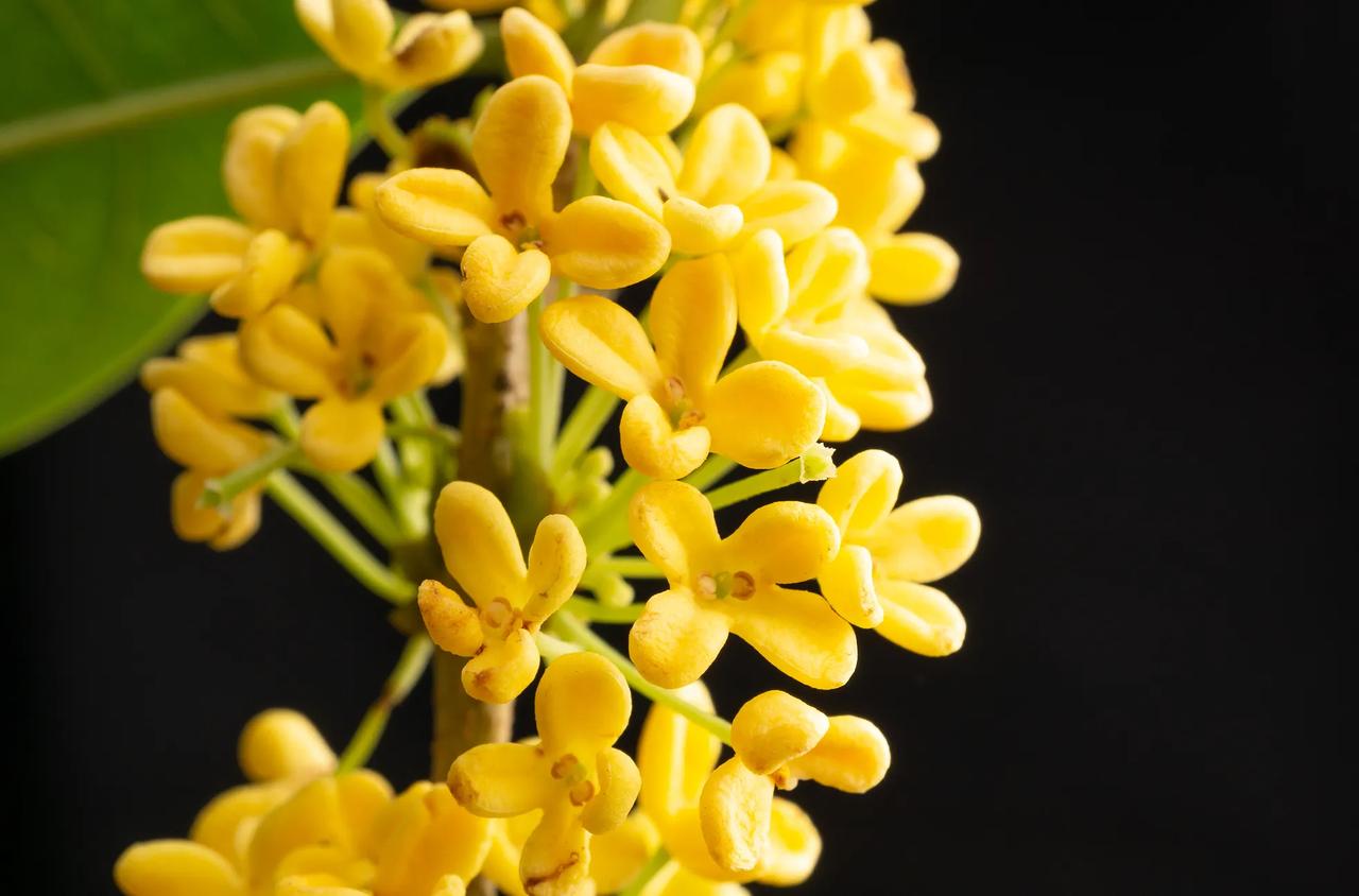 七律•咏桂花
一花堪比百花香，
碧叶镶金万点黄。
淡雅清新容范悦，
灵幽只待绽芬