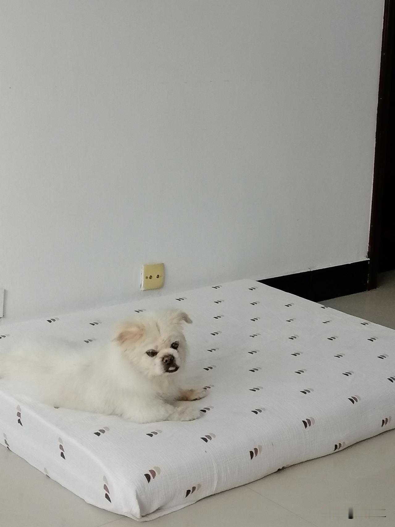 它的叫声让我特别痛苦。

午后，大乖在客厅里突然叫起来，就是一声一声地叫。这叫声