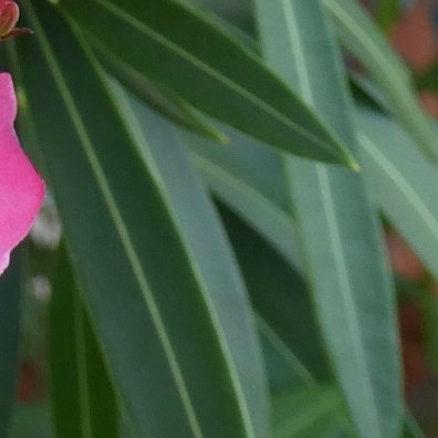 0000夹竹桃（Nerium oleander L.），又名红花夹竹桃、欧洲夹竹