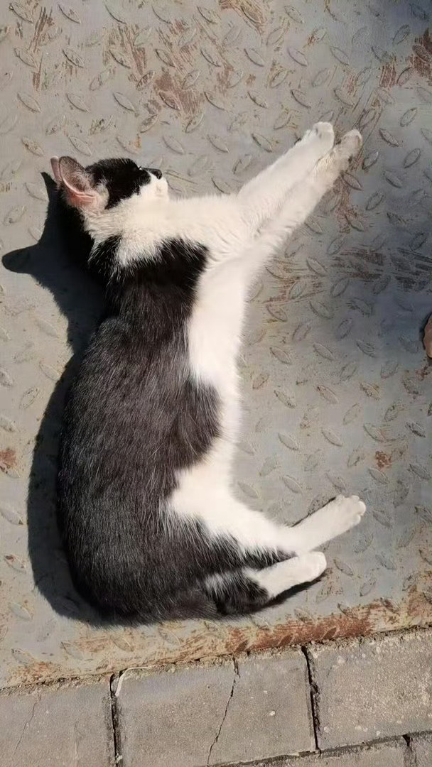 人毕业了猫咪还没毕业 毕业季充斥分别与未知，唯有家中小猫一成不变，不用写论文不用