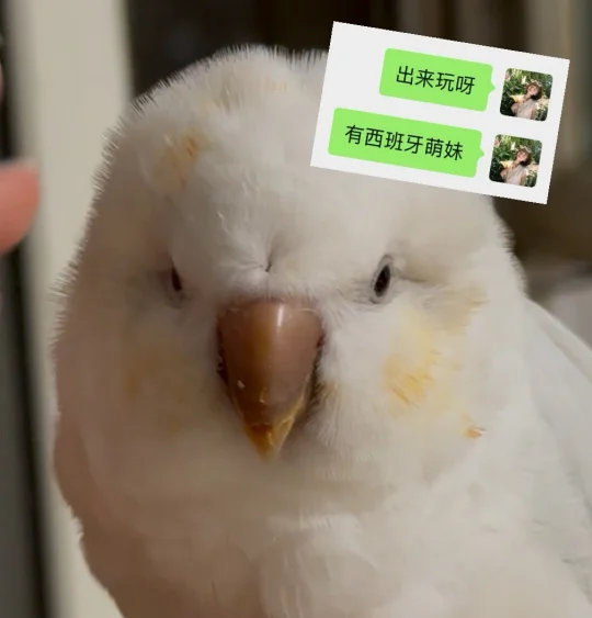 出来玩！有西班牙萌妹
