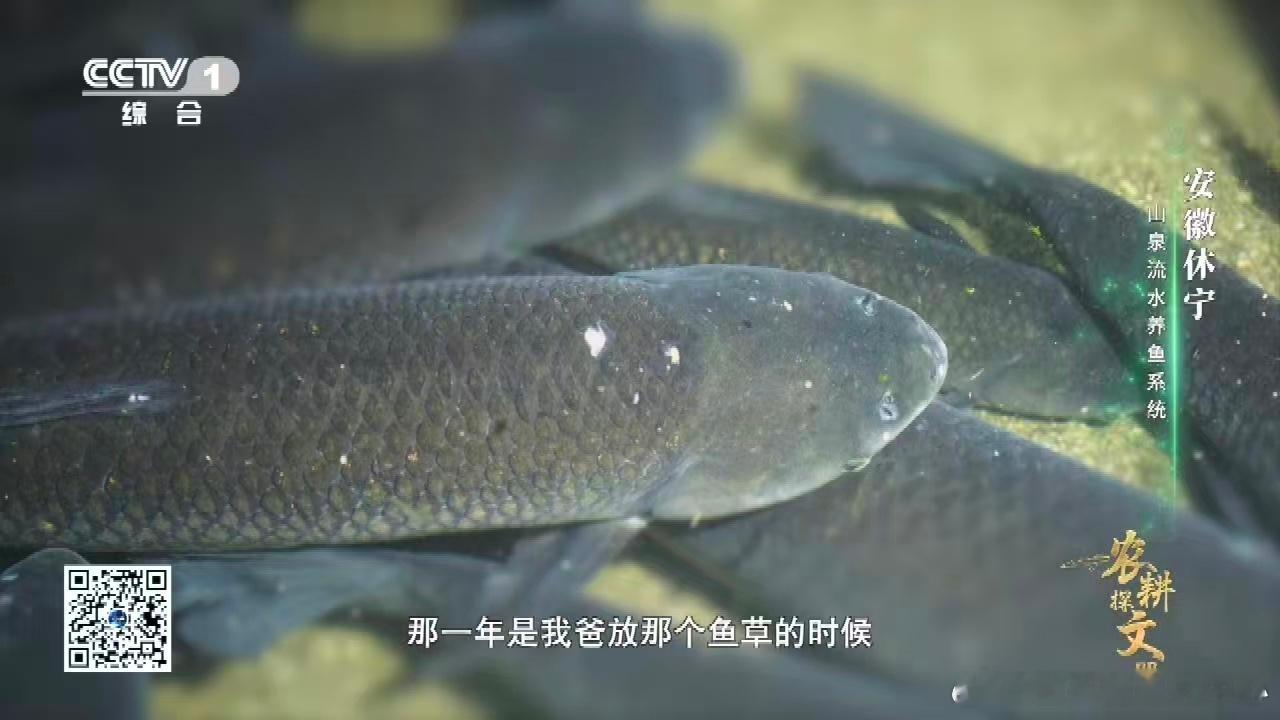 村民给鱼过55岁生日 没想到居然有给鱼过生日的，但是这55岁确实算是其中较为长寿