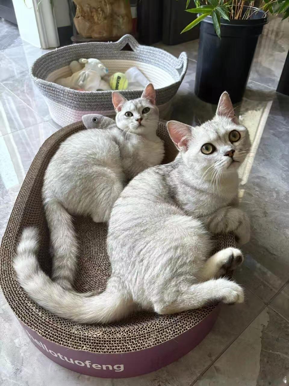 张泽禹一模一样的猫养两只 这两只小猫已经成了张泽禹的“编外家人”。他会在采访里提