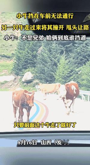 大牛:瘪犊子！还不躲开，这是马路，不是牛路。
小牛:你挡路还是我挡路，撞我干嘛？
