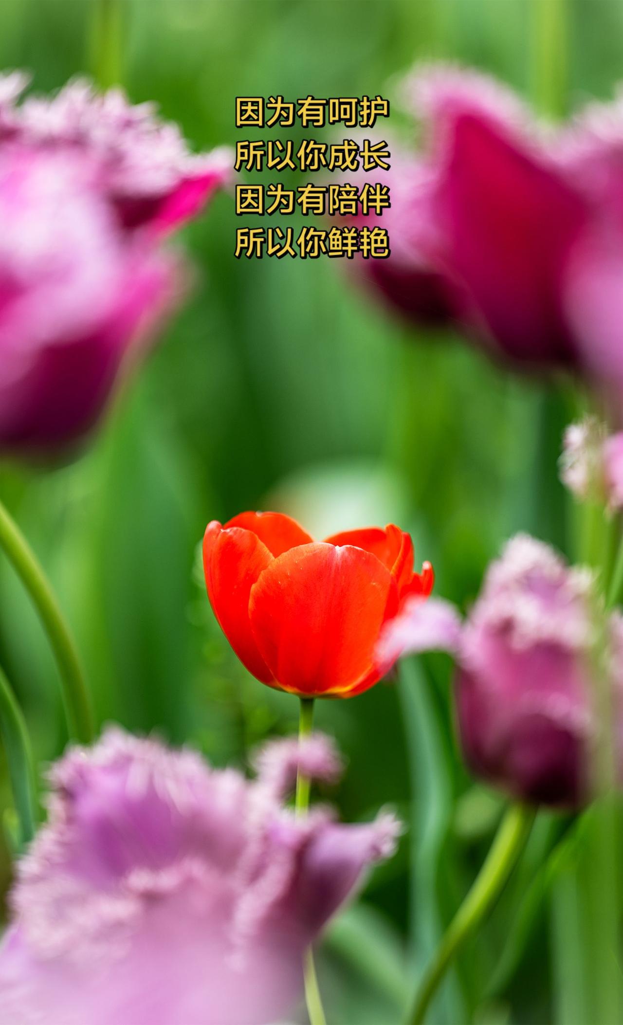 我要上热门话题 拍花也是一种自愈 镜头下的郁金香花海 手机拍花分享与你欣赏 拍花
