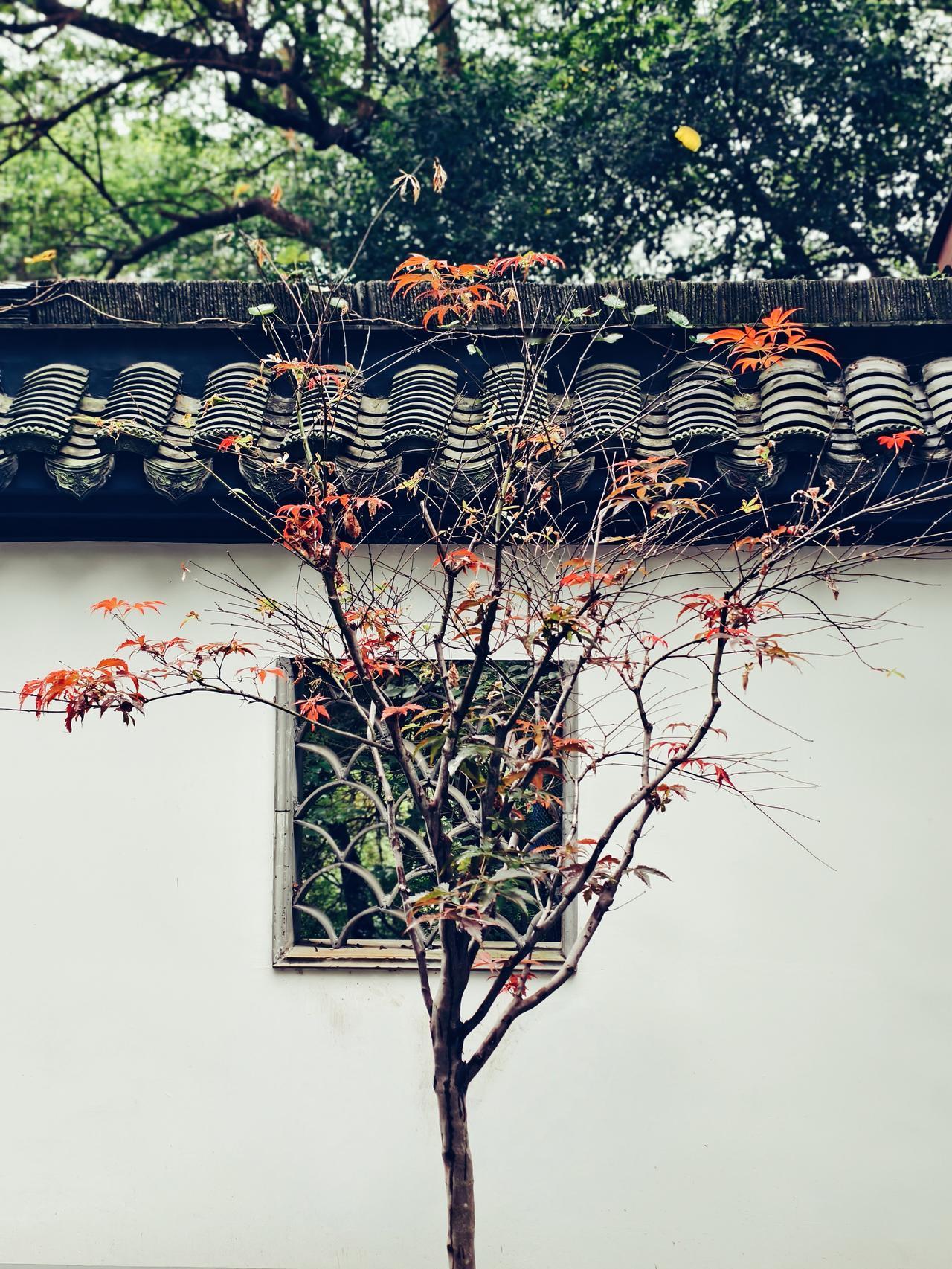 可以分享一张秋景树叶的的照片吗栖霞山