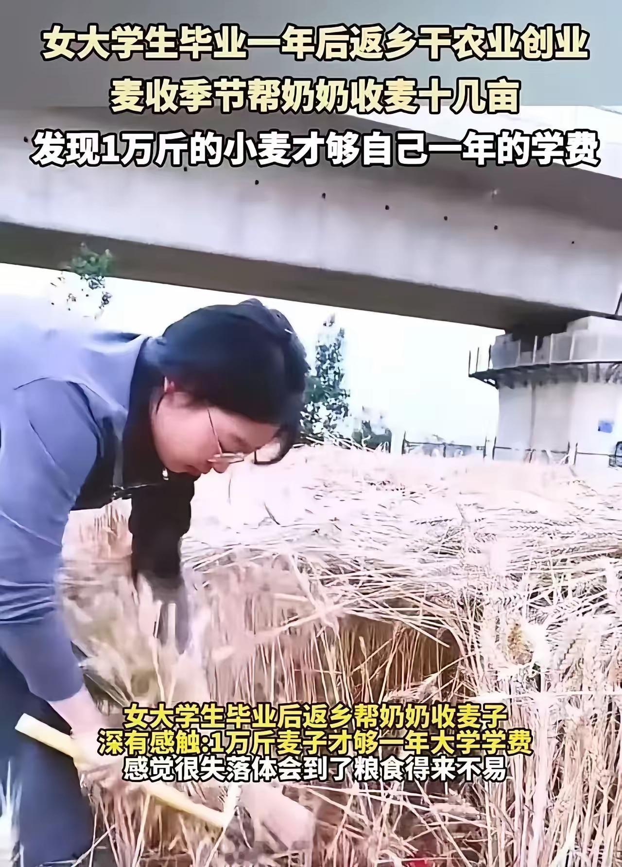 讲一个让人鼻子发酸的事！安徽阜阳，女大学生帮奶奶割麦子，干着干着却哭了！奶奶以为