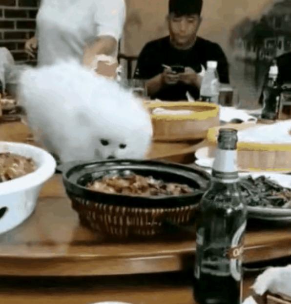 这样的饭局我会起身就走！一帮人聚餐，人还没有动筷子，一只白色小狗就跳到桌上开始吃
