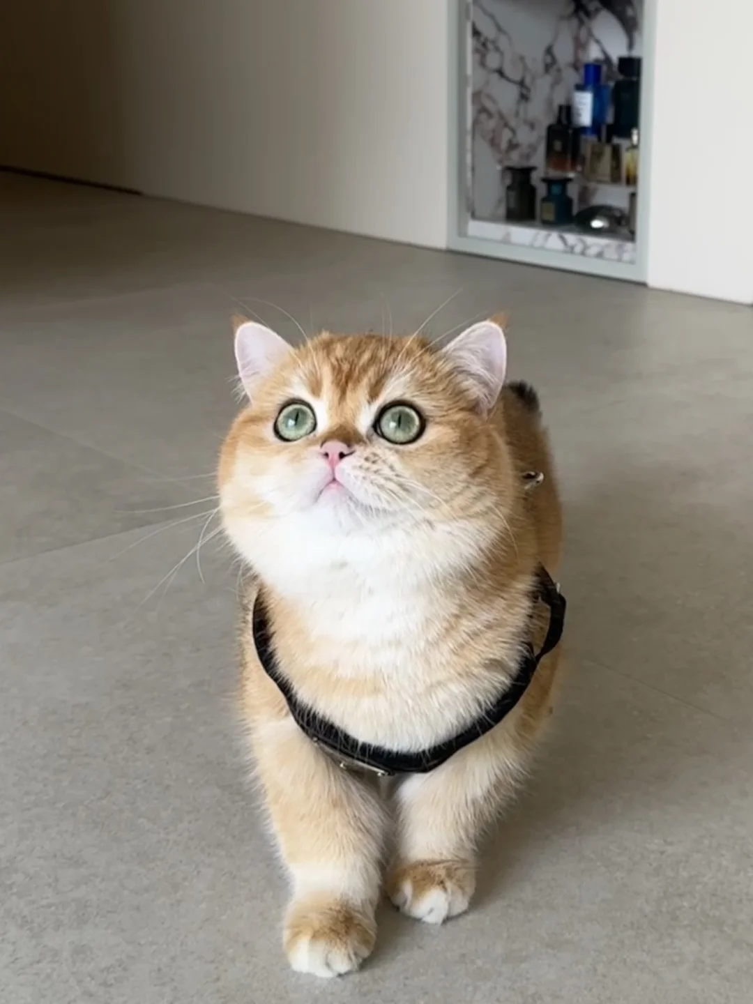 挑战全网最圆小猫～