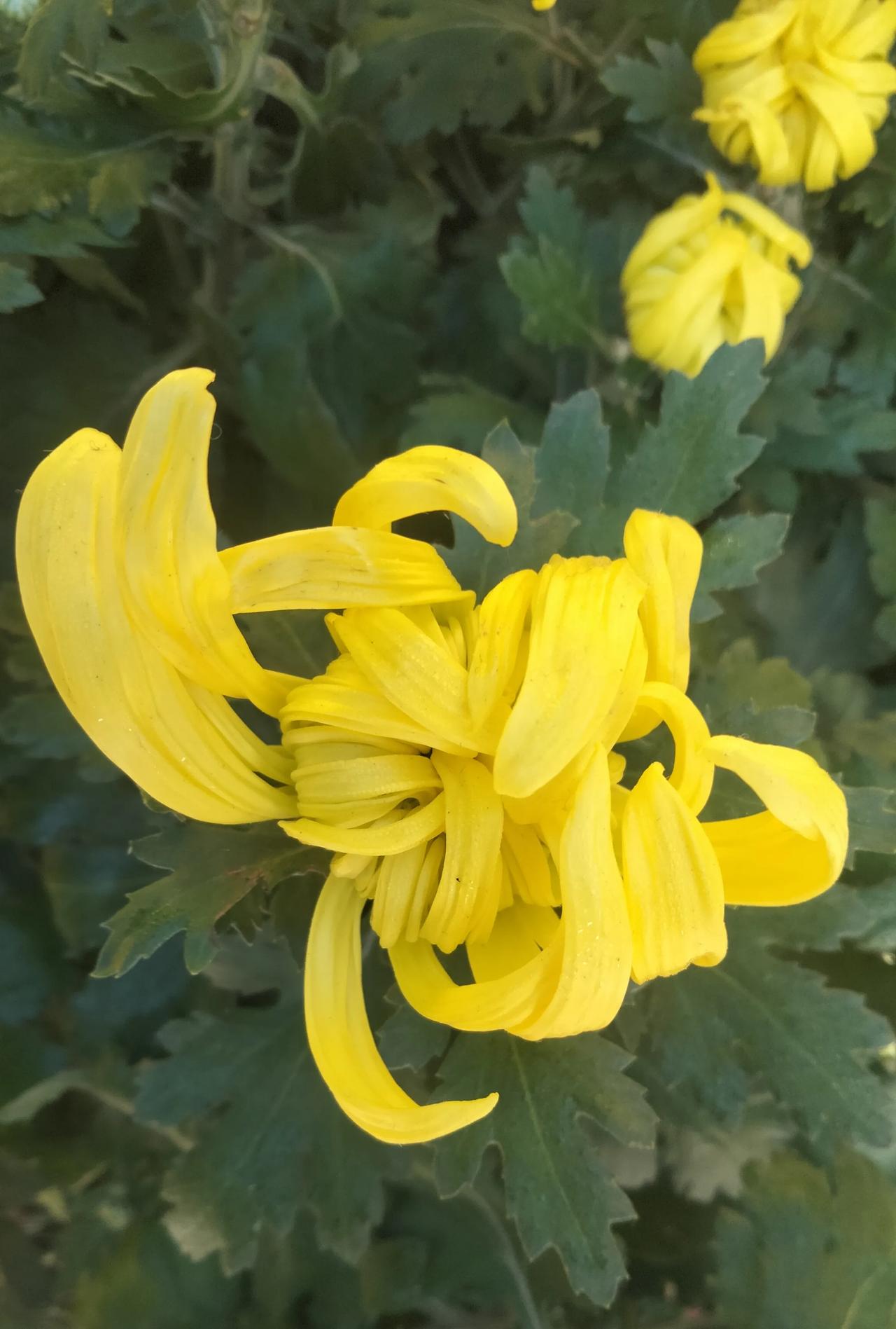 不是花中偏爱菊，
此花开尽更无花。