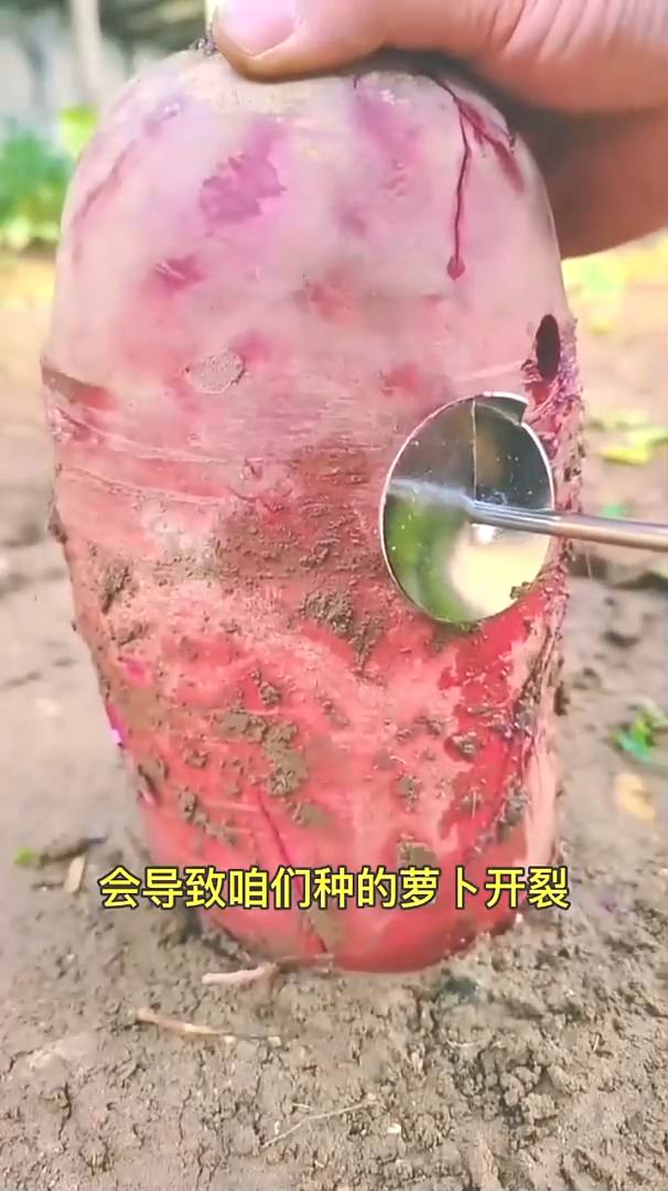 萝卜采收。
霜降过后就要采收萝卜了，大家一定要注意即将收获的萝卜千万别浇水。萝卜