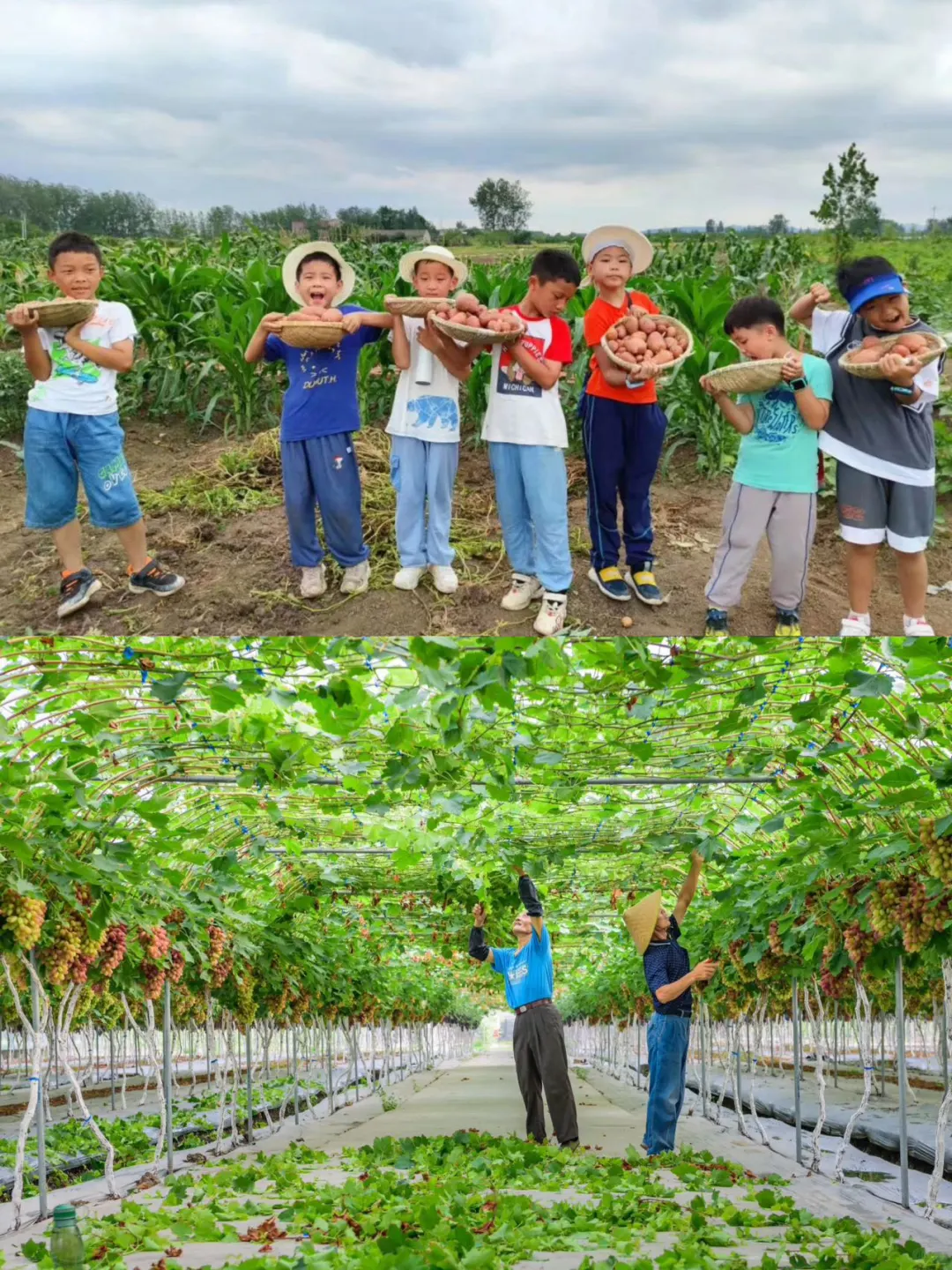 啊啊啊啊啊盘城葡萄节来啦，七夕约起来！！！ 8月9日到17日，盘城葡萄...