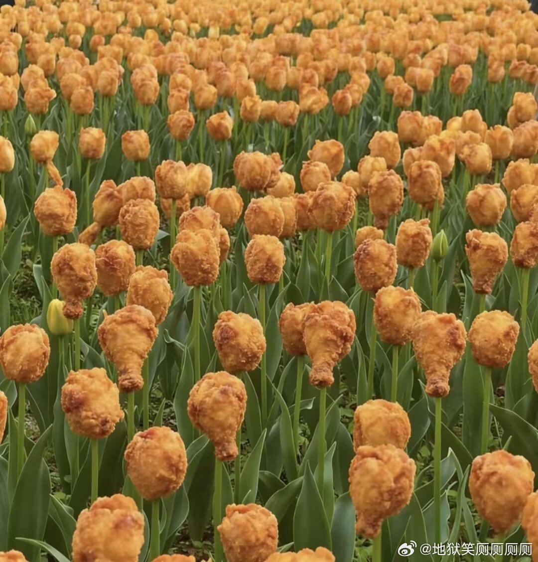 1748想去看郁金香花海了，多好看啊。 