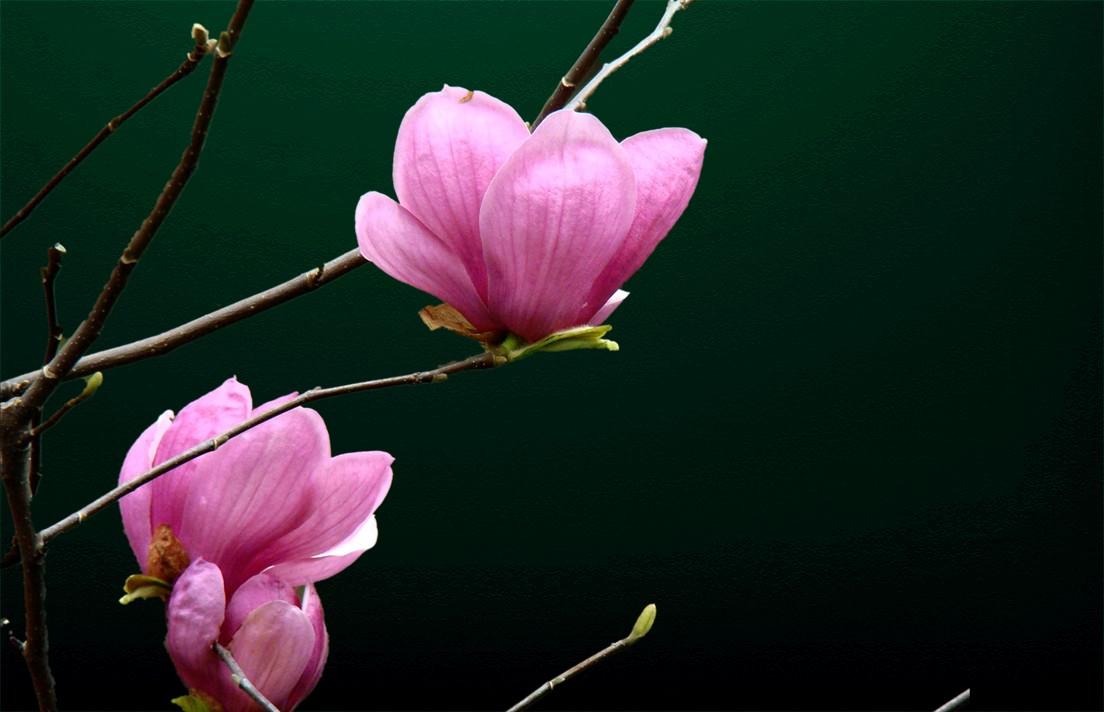 周日最新行业消息，周一看盘重点探讨！
周日最新行业消息如下：
1月25日，韩国媒