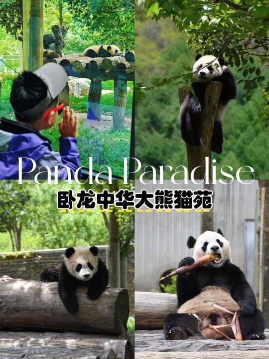这才是🐼该有的样子！成都蕞原生态熊猫基地