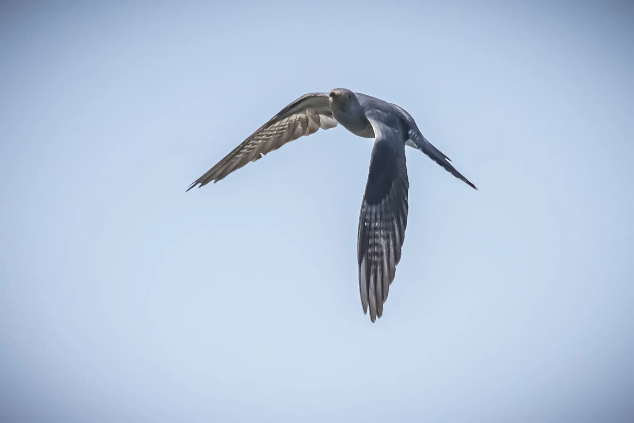 长焦视角---大杜鹃 大杜鹃，属于鹃形目杜鹃科 。常栖息于山地、丘陵和...