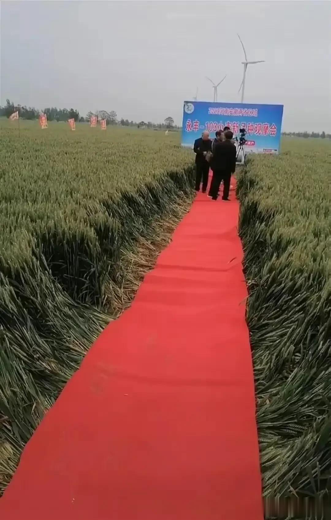 真是搞笑至极！踩红地毯下地的事，他们都道歉并为此赔偿农民了，竟然还有人发文为这件