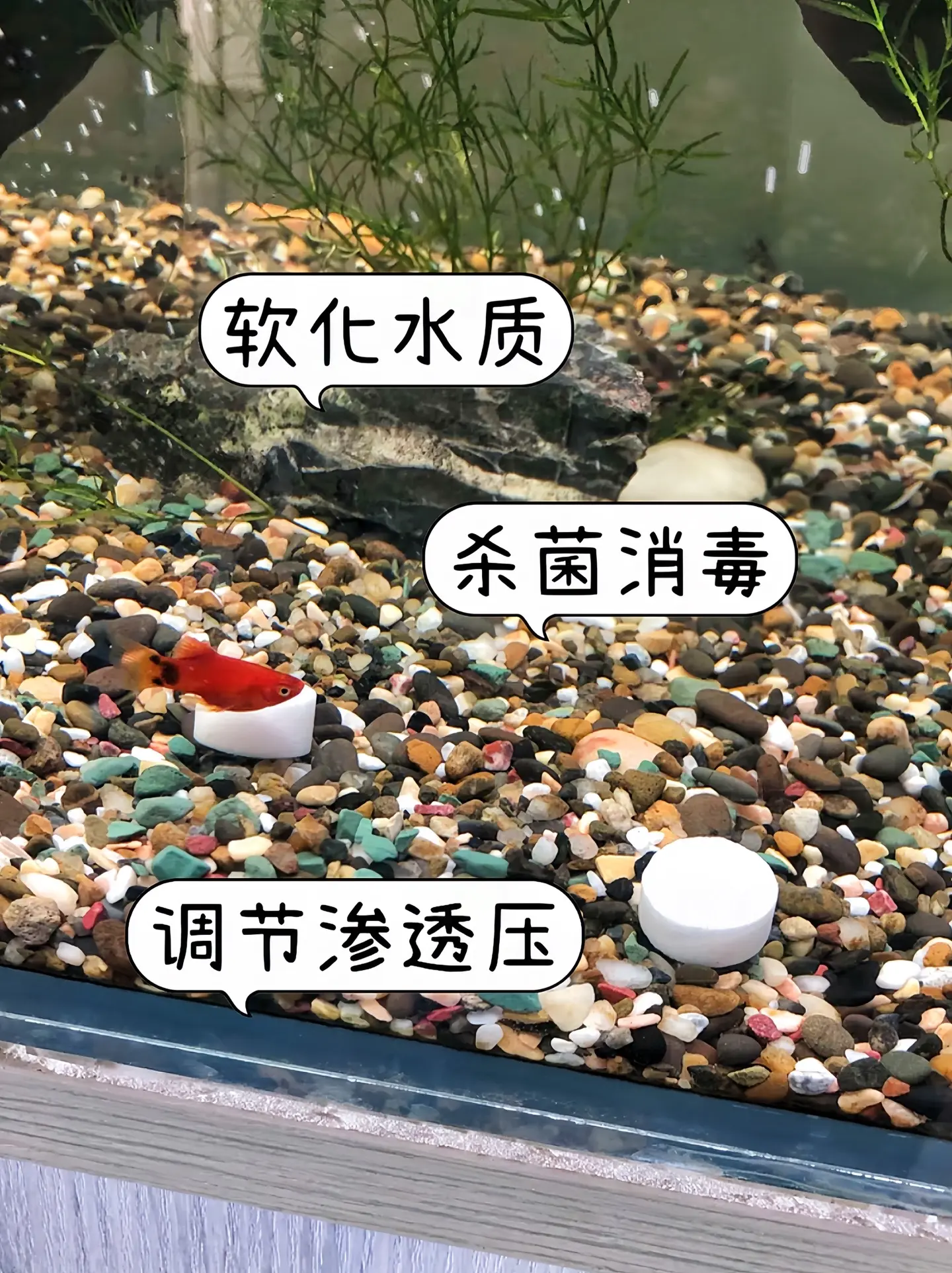 哥哥们，性价比超高的观赏鱼专用盐来啦，调节渗透压：帮助观赏鱼维持体内外...