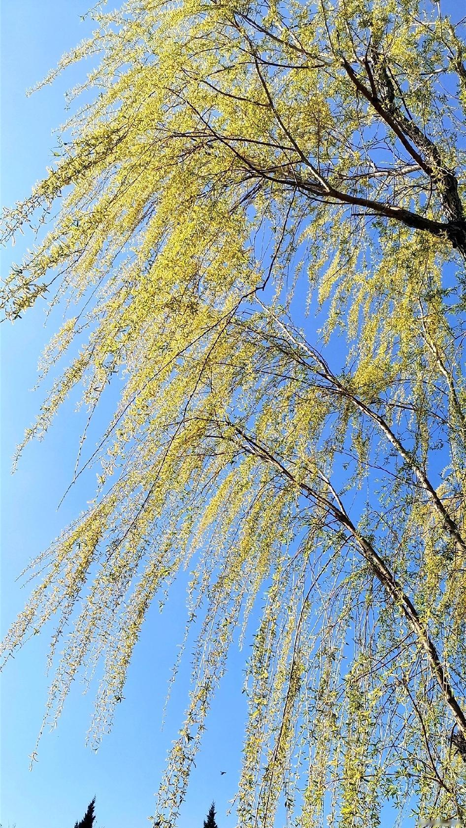 春风
要说风流数春风，
常掀柳裙看柳青，
轻抚杏花结青杏，
慢撩桃花桃子生。