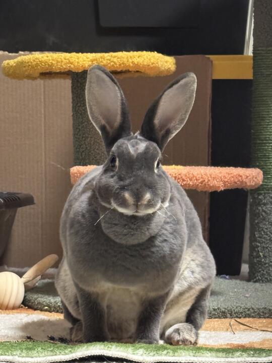 🐰🐰库洛米丑照哈哈哈哈